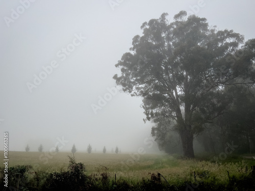 Foggy Morning in the Australian Bush photo