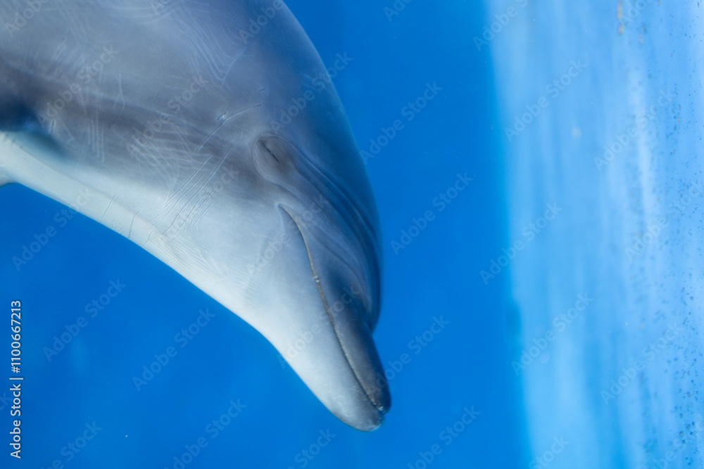 Naklejka premium お昼寝中のバンドウイルカ