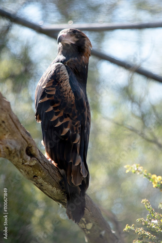 the black breasted buzzard is perched in a tree photo