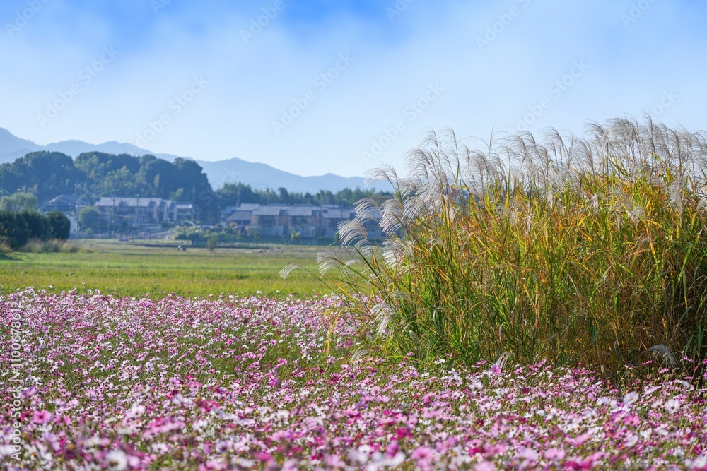 Fototapeta premium ススキの穂と満開のカラフルなコスモスのコラボ情景