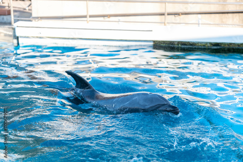 カマイルカの泳ぐ姿 photo