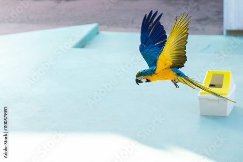 Konstfotografi ルリコンゴウインコの飛んでいる姿