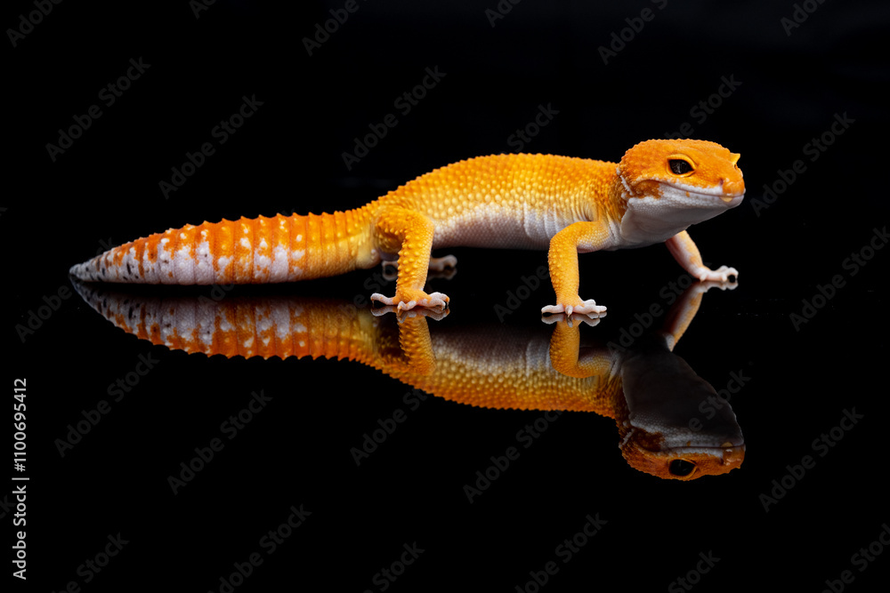 Naklejka premium Yellow Lizard isolated on a black background part 7