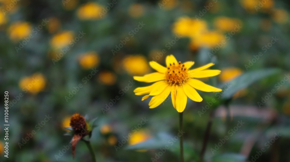 Obraz premium Arnica, flor do campo amarela