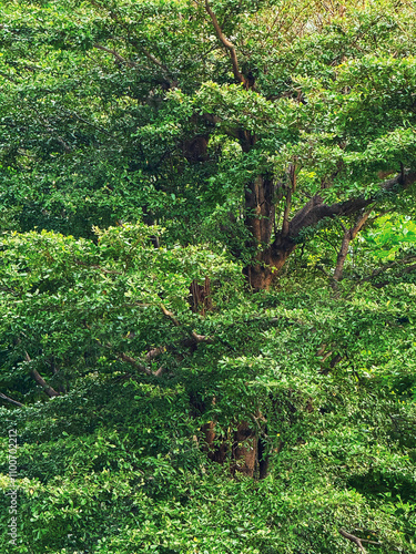 Black Afara or Terminalia ivorensis Chev in the garden photo