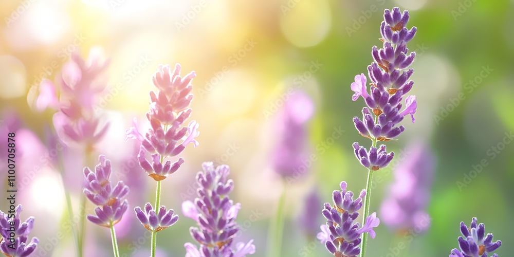 Obraz premium Lavender Field in Full Bloom