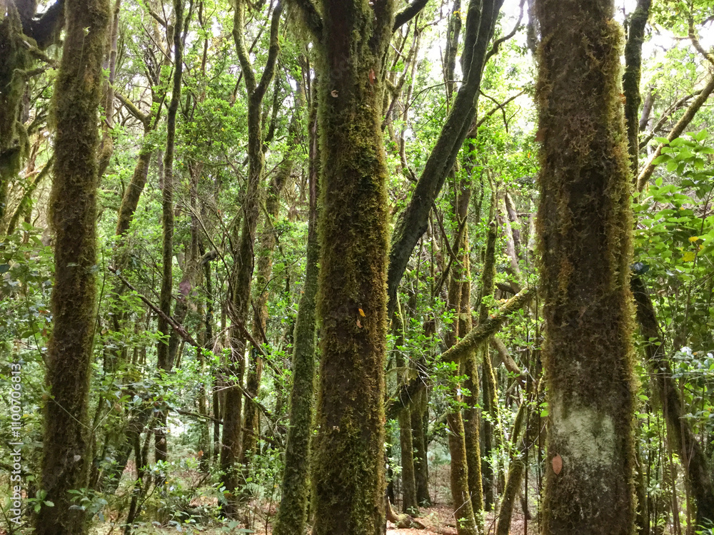 Fototapeta premium Lush forest with tall trees and vibrant greenery