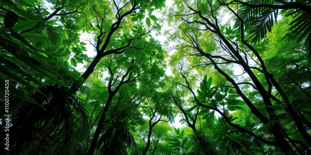 Obraz premium Lush green canopy of trees in a tropical rainforest, flora, wildlife