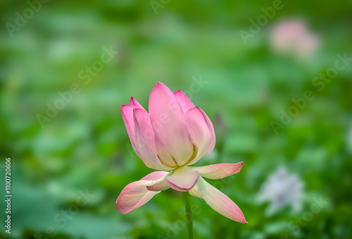 Pink lotus flower photo