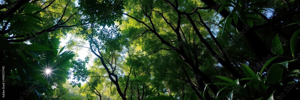 Obraz premium Lush, green rainforest canopy with sunlight filtering through the trees, landscape, exploring