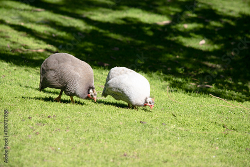 the 2 helmeted guinea fowl walking across a field eating photo