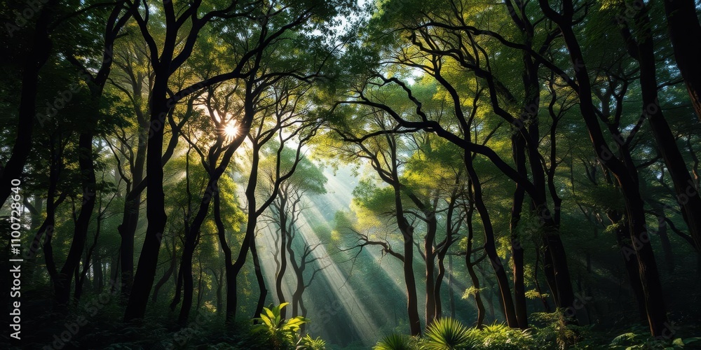 Obraz premium A dense and lush forest with sunlight filtering through the canopy, creating a magical and mystical atmosphere, sunlight, ancient