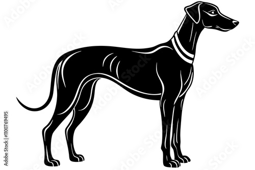 Sloughi Dog Silhouette Vector Illustration on White Background