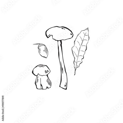 Set of mushrooms, acorn, leave in doodle style