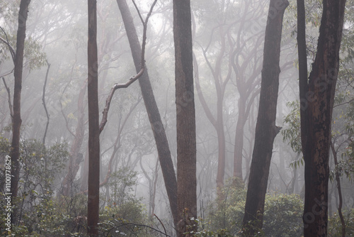 trees and fog in bouddi national park on the nsw central coast of australia