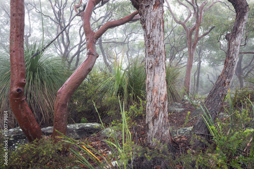 trees and fog in bouddi national park on the nsw central coast of australia photo