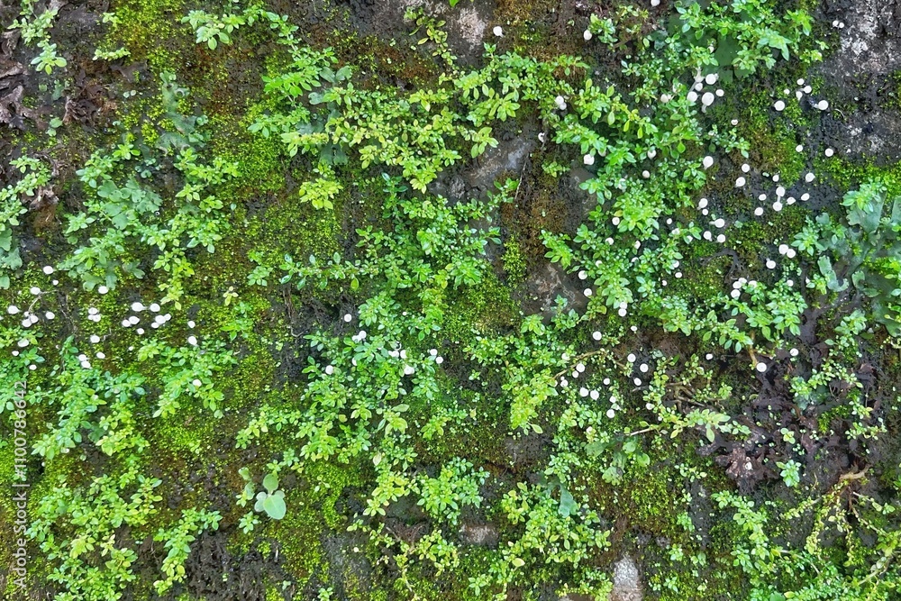 stone walls covered with green moss background stone walls covered with green moss background
