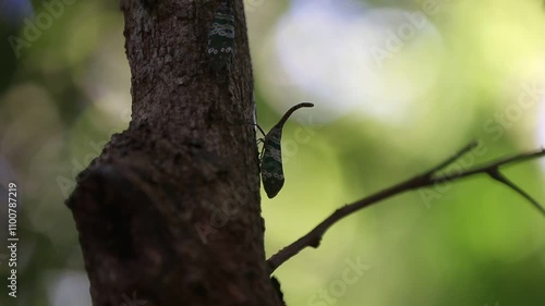 Fulgorid bug on a tree in the rainforest, Thailand.
