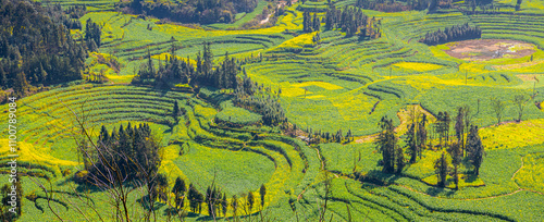 The Golden Canola Fields of China. The rapeseed flowers are in full bloom, Luoping, Yunnan,China photo