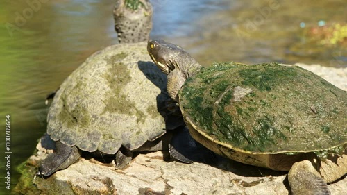 The Eastern Short-necked Turtle also called Emydura macquarii is a species of turtle native to eastern Australia. They are commonly found in rivers, lakes, and wetlands. photo