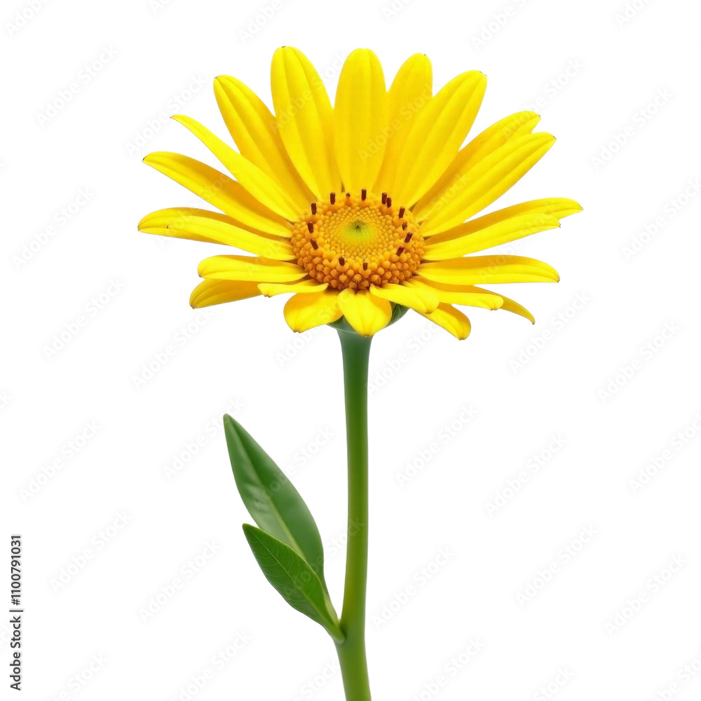 Fototapeta premium Bright Yellow Flower on Isolated White Background with Fresh Green Leaves