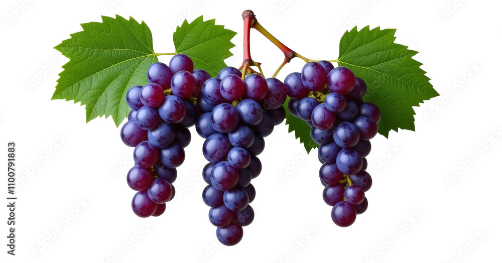 Fototapeta premium Fresh ripe grapes with leaves on an isolated white background