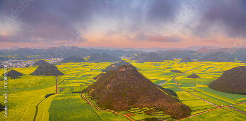 Rapeseed flowers of Luoping in Yunnan China during the sunset photo