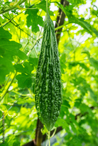 The perfectly shaped and beautiful bitter gourds are hanging in the bitter gourd plantation