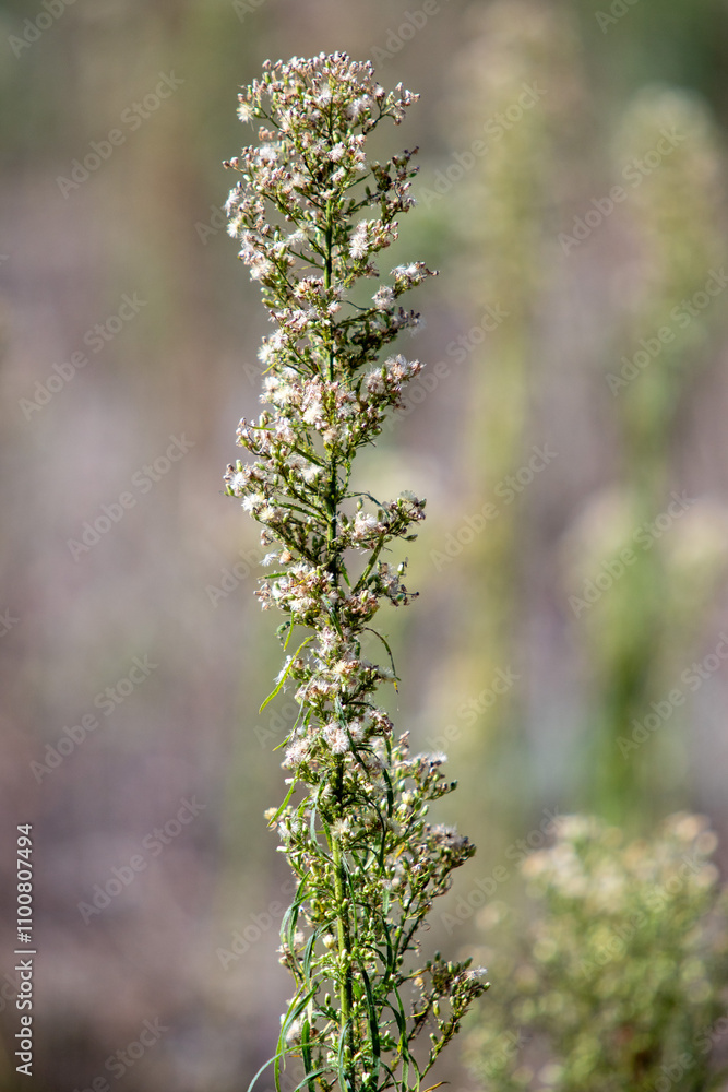 A tall, green plant with white flowers is standing in a field A tall, green plant with white flowers is standing in a field