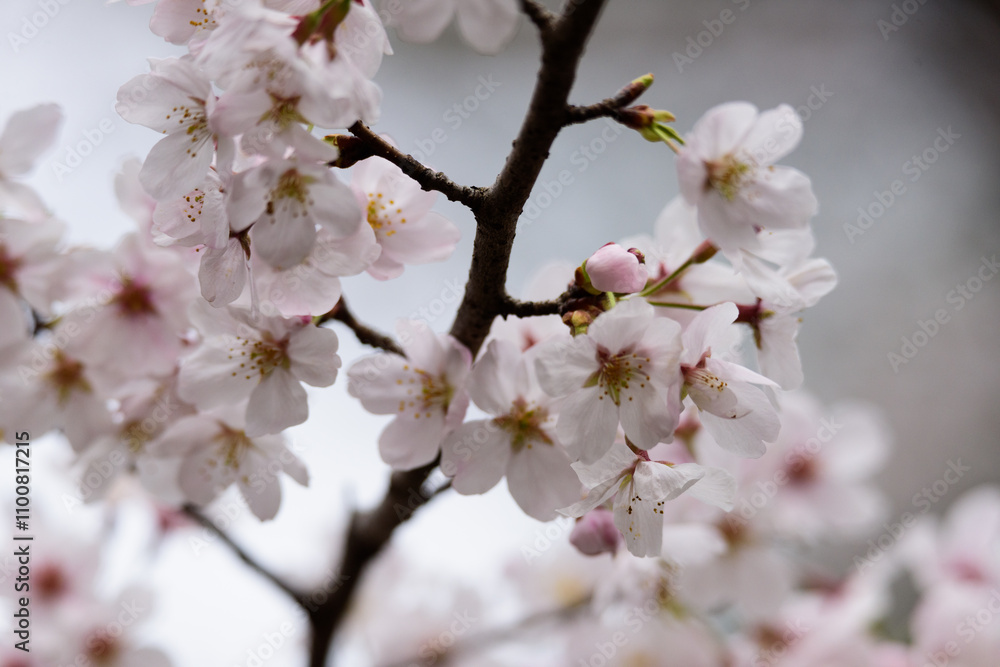 Fototapeta premium 東京都内の満開の桜のクローズアップ