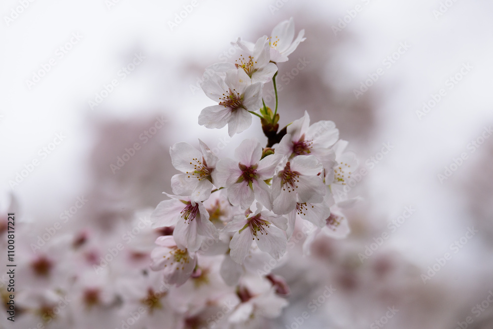 Obraz premium 東京都内の満開の桜のクローズアップ