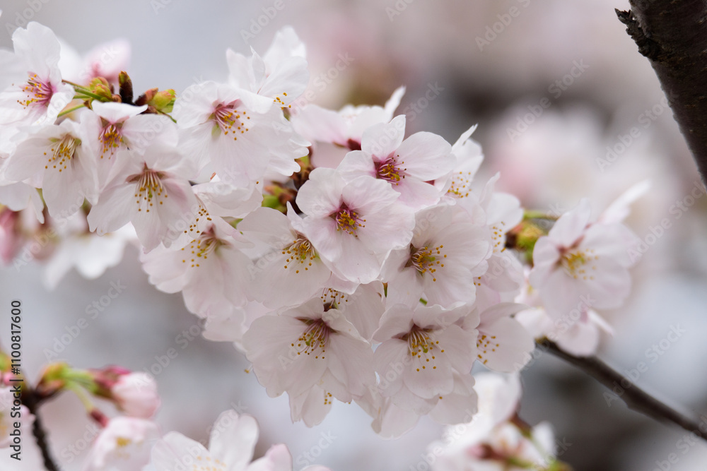 Obraz premium 東京都内の満開の桜のクローズアップ