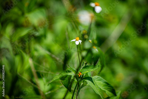 Beautiful Spanish needle (Bidens pilosa) flower, daylight, green background.