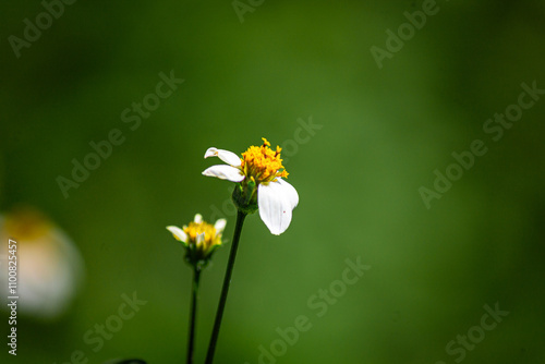 Beautiful Spanish needle (Bidens pilosa) flower, daylight, green background.