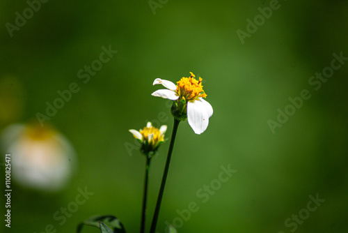 Beautiful Spanish needle (Bidens pilosa) flower, daylight, green background.