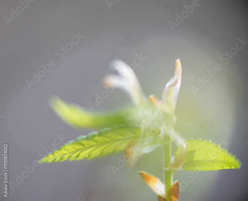 first spring elm bud leaves photo