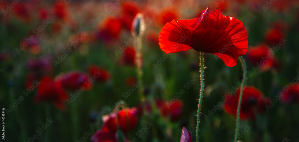 Fototapeta premium Anzac day. Remembrance day, Memorial day. Red poppies. Vivid poppy field. Anzac day banner. Remember for Anzac, Historic war memory. Poppy flower on meadow.