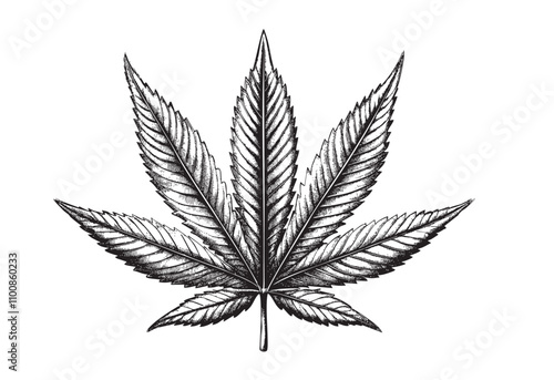 weed cannabis marijuana leaf leaves plant sketch engraving drawing hand drawn vector illustration