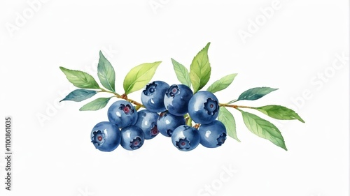 there is a painting of blueberries on a branch with leaves