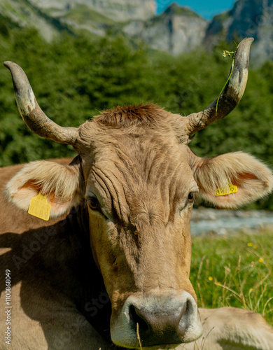 Cow with horns. Cows in a pasture. Cattle cow grazing on farmland. Grazing Cows in a Meadow with Grass. Cows Herd on a Grass Field. Mature Cow in a Green Field. Cows Grazing in Natural Pasture.