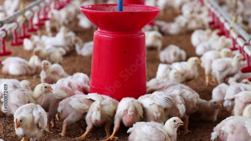 Group of healthy broiler chicken in poultry - India. 4K resolution video