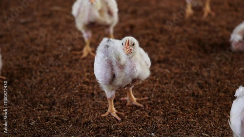Baby chickens in farm - 4k video, India