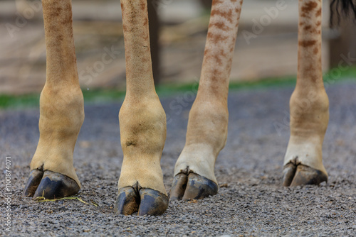 The legs of a giraffe with a tan and brown color