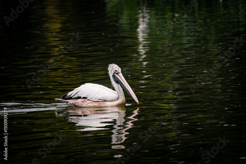 white pelican swimming in the water