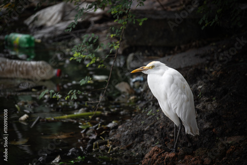 White Egret by Polluted Water on Beira Lake Sri Lanka 
