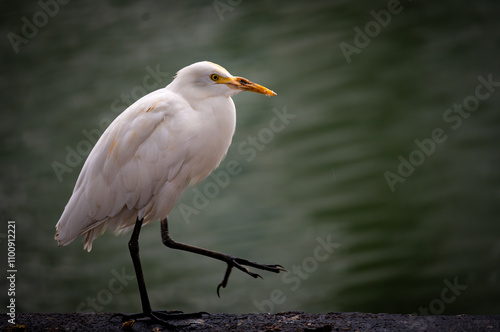 Great Egrets on Beira Lake Sri Lanka 