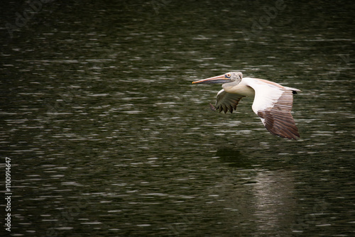 pelican in fly over the lake