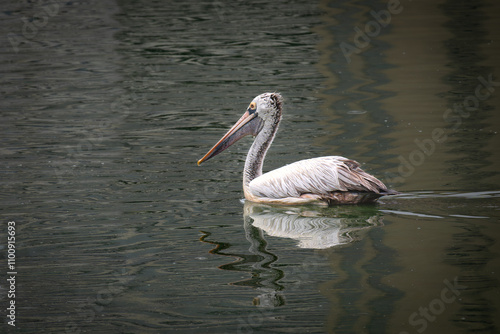 pelican on the beira Lake Sri lanka