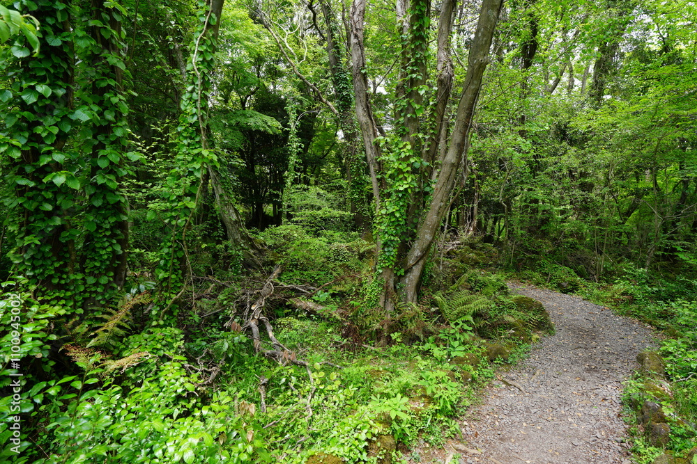 Obraz premium spring path through old wild forest