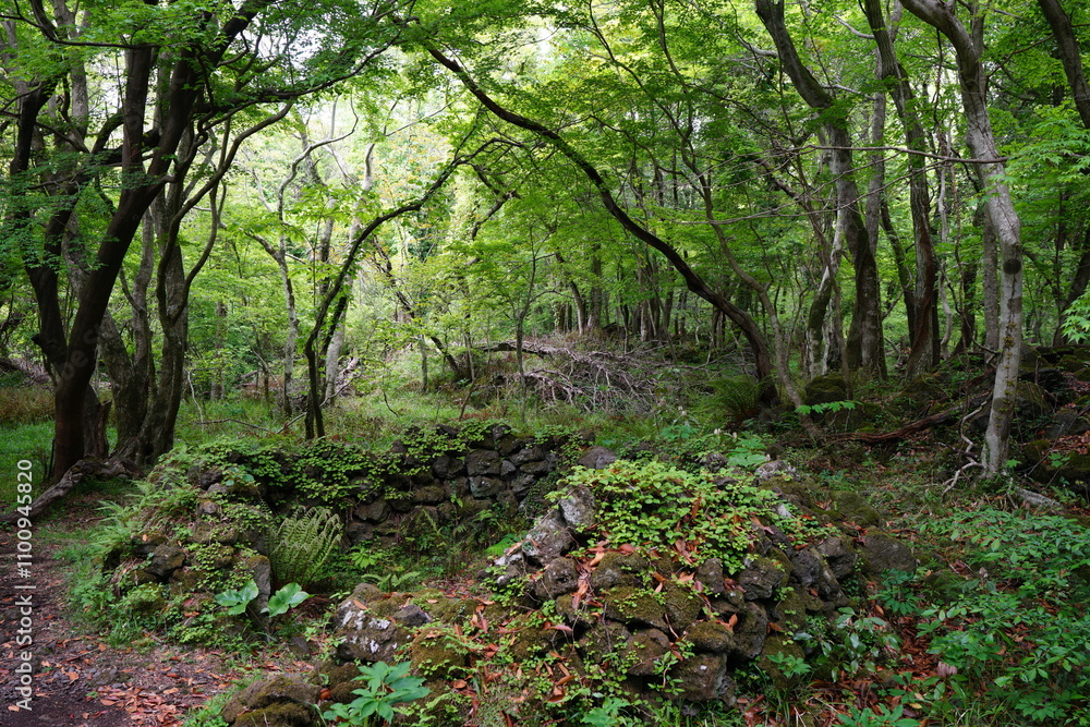 Obraz premium mossy rocks and old trees in spring forest